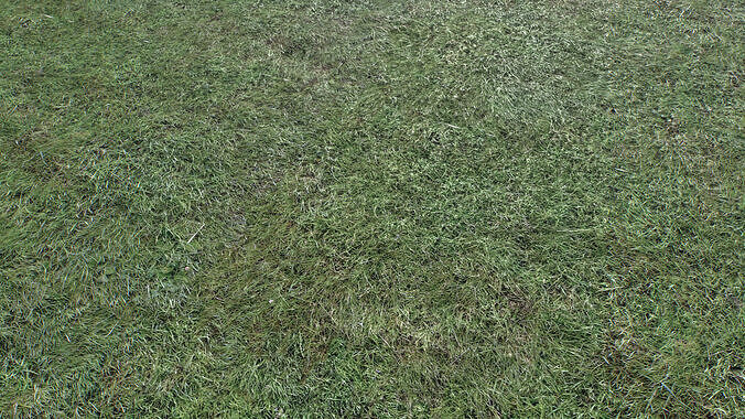 Wet Grass terrain PBR textures Texture