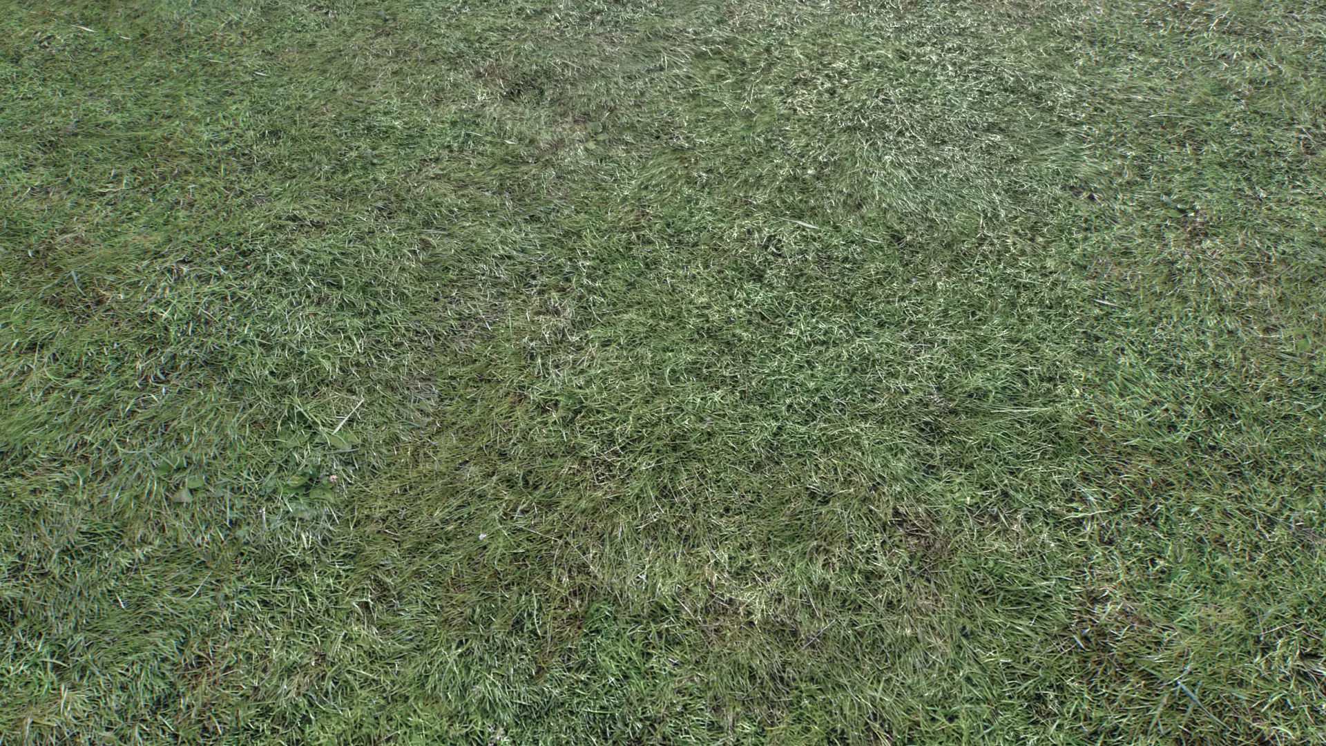 Wet Grass terrain PBR textures Texture