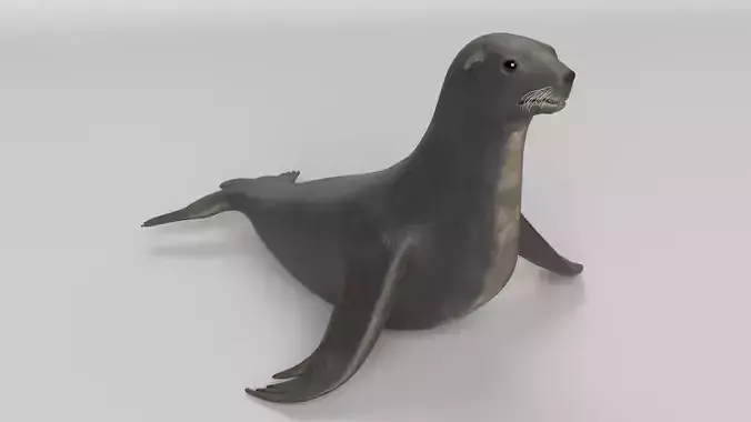 Sea Lion