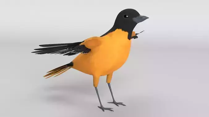 Baltimore Oriole Bird