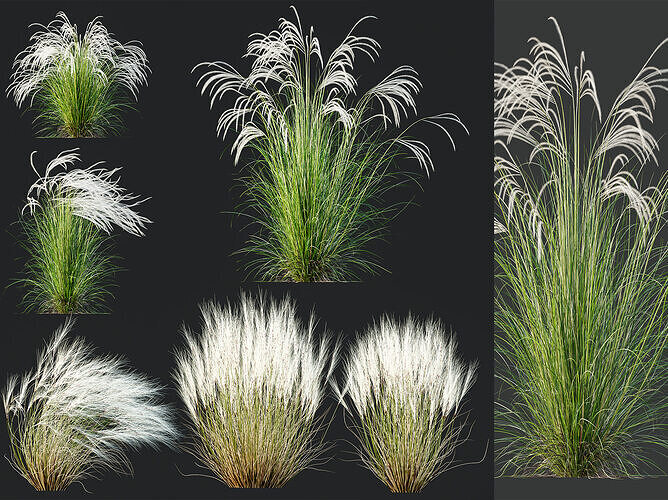 AV Stipa Pony Tails and European Pennata Grasses 3D model