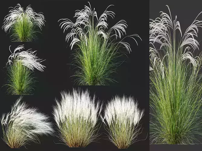 AV Stipa Pony Tails and European Pennata Grasses