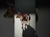 Multicolor Cow Models Pack 3D Model Collection_10