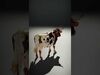 Multicolor Cow Models Pack 3D Model Collection_16