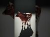 Multicolor Cow Models Pack 3D Model Collection_21