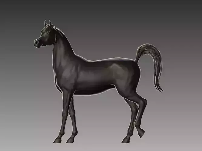 Arabian Horse Pose 02