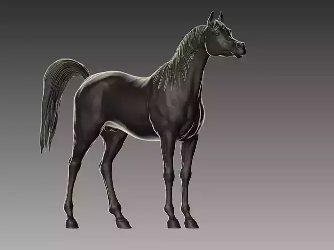 Arabian Horse Pose 03