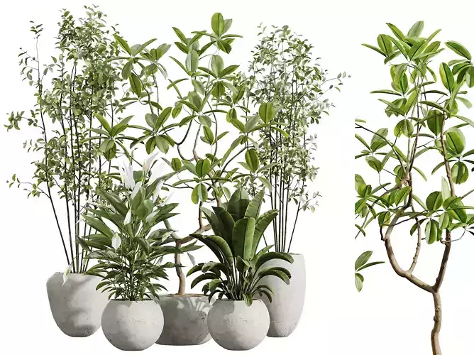 AV Indoor Plants Set 251 Olive Eucalyptus Ficus Banana Lily