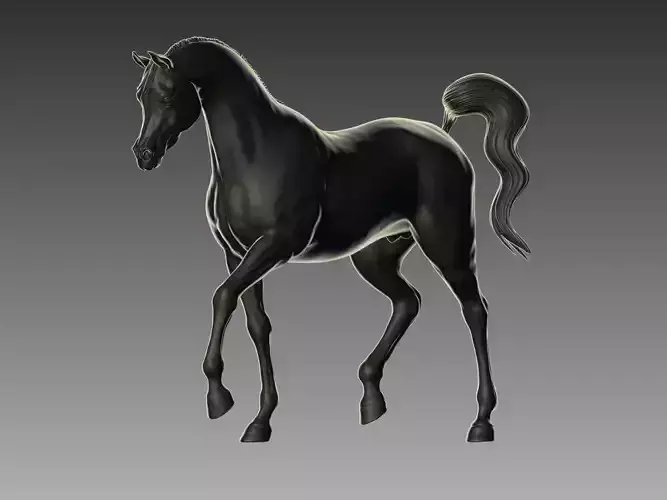 Arabian Horse Pose 07