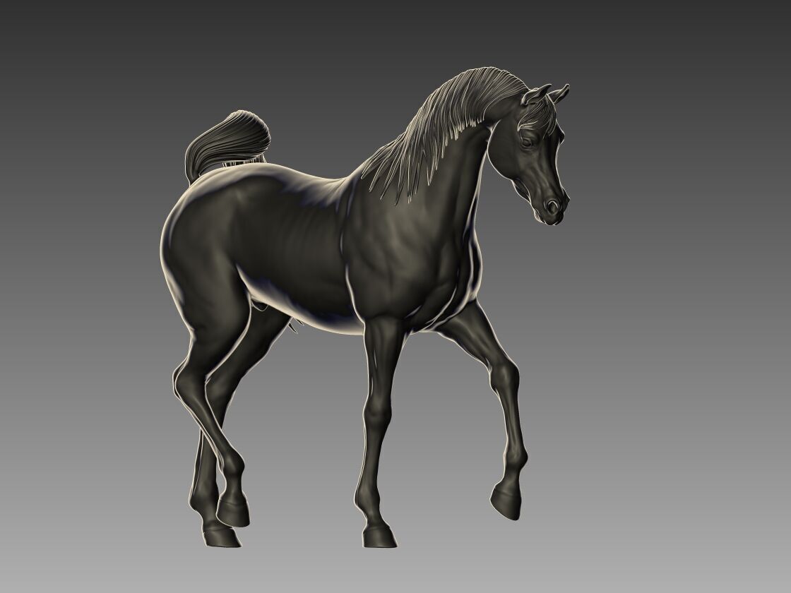 Arabian Horse Pose 07 3D print model_4