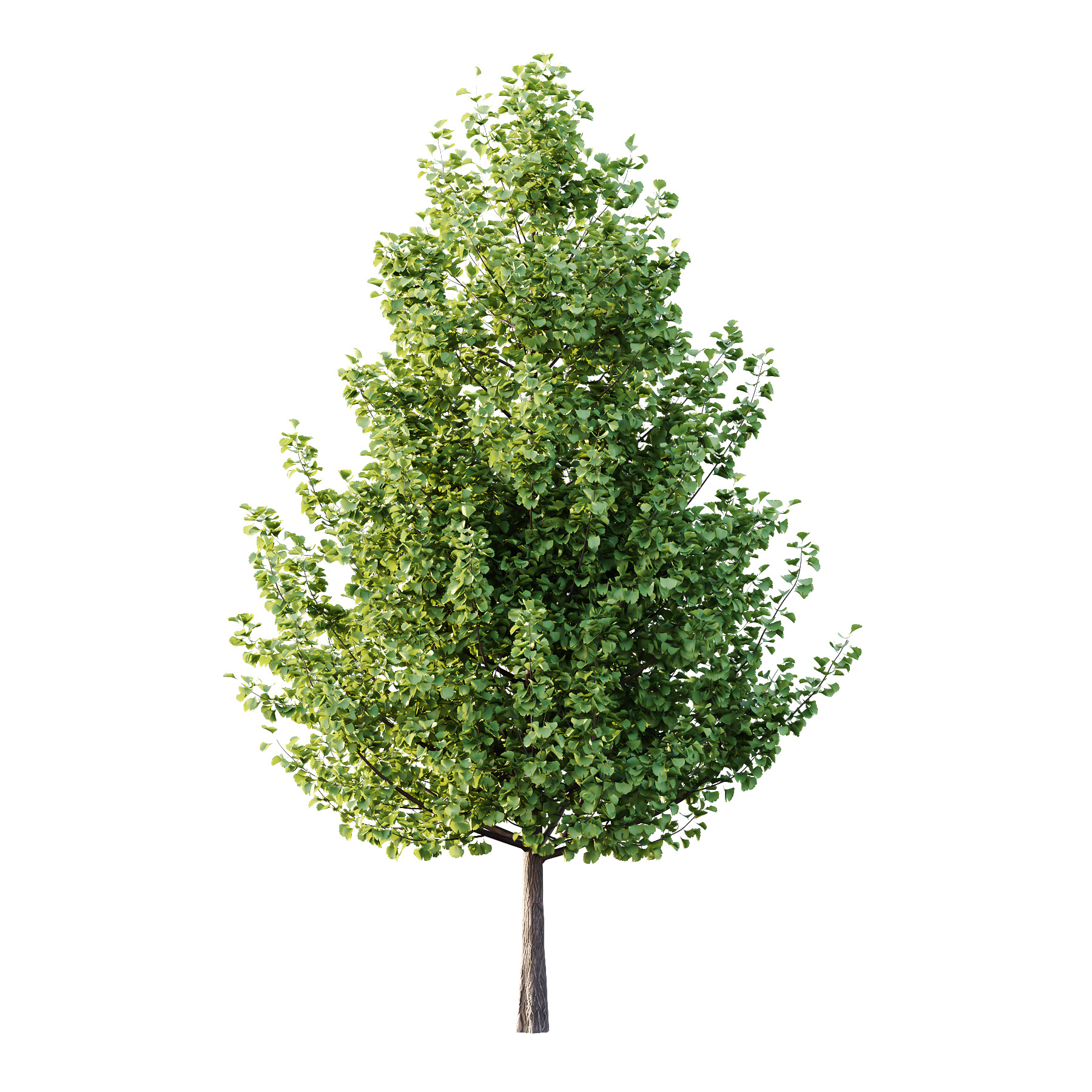 Maidenhair Ginkgo Biloba Tree 01 3D model_2