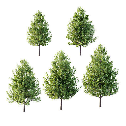 Maidenhair Ginkgo Biloba Tree 01 3D model