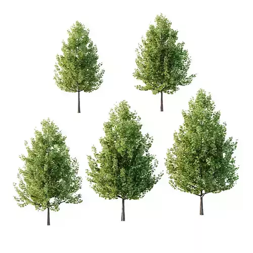 Maidenhair Ginkgo Biloba Tree 01 3D model