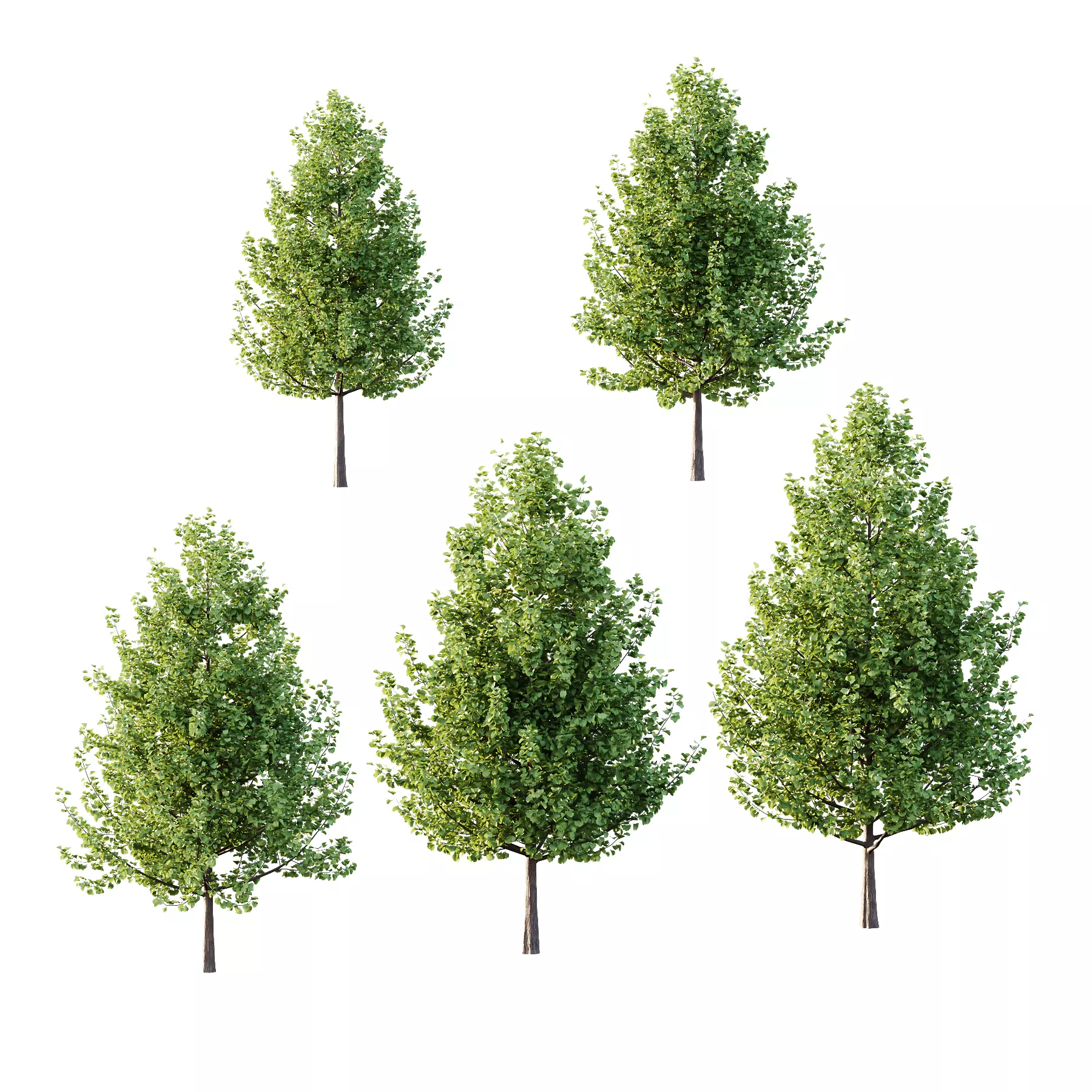 Maidenhair Ginkgo Biloba Tree 01 3D model_0