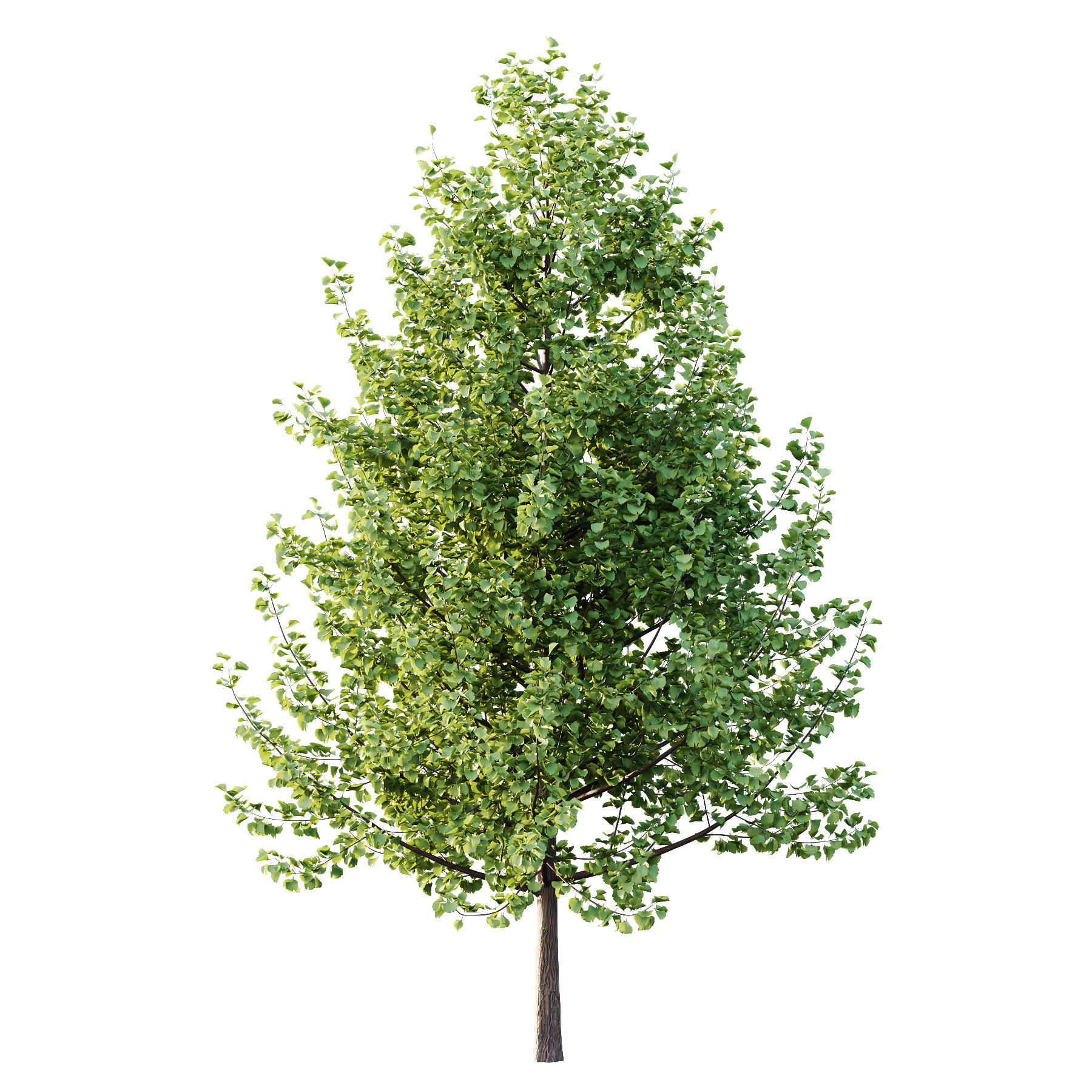 Maidenhair Ginkgo Biloba Tree 01 3D model_4
