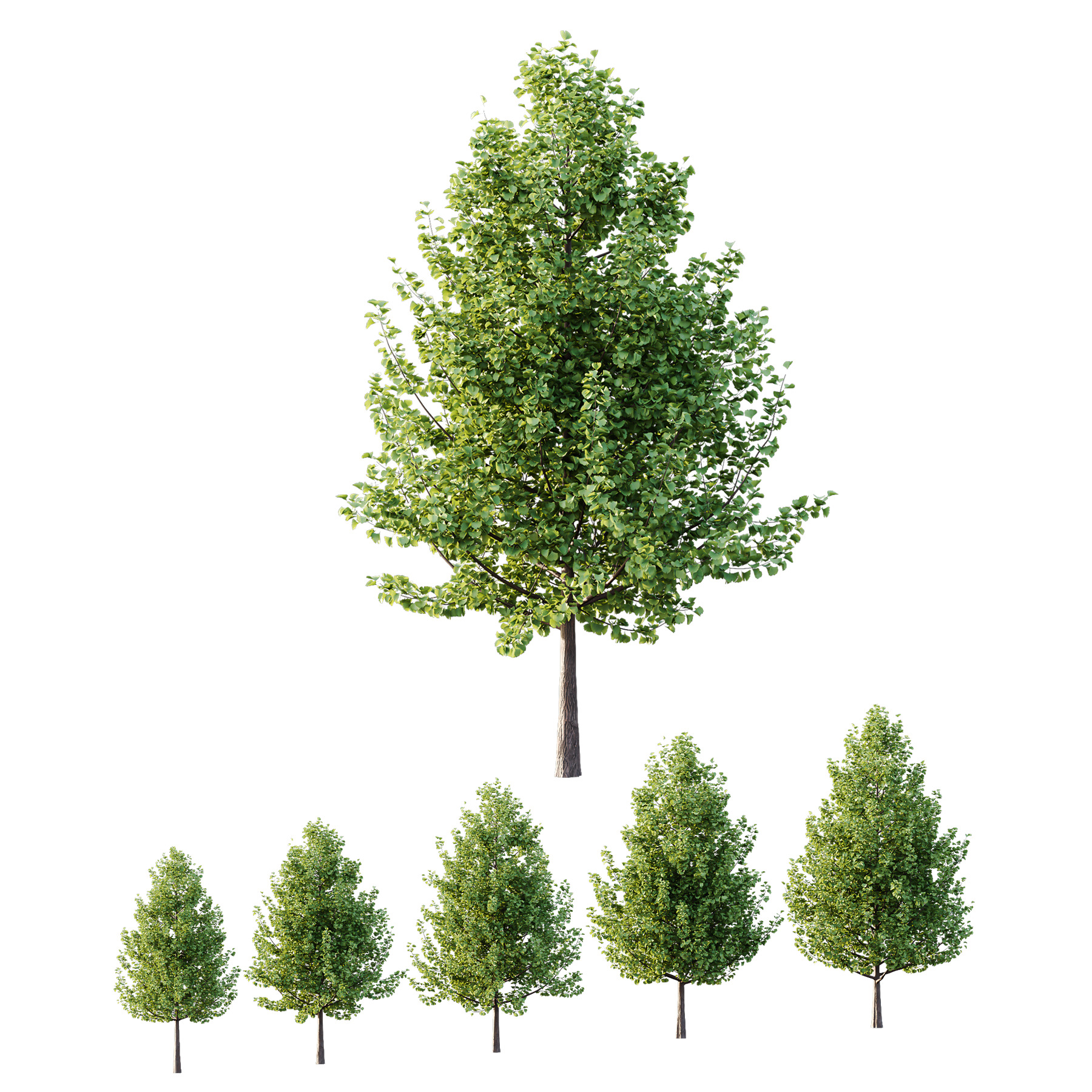 Maidenhair Ginkgo Biloba Tree 01 3D model_1