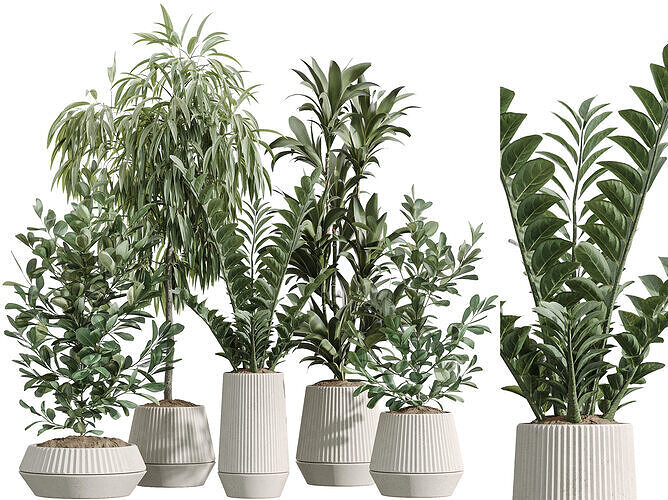 AV Indoor Plants Set 252 Ficus Zamiifolia Lemon Lime 3D model