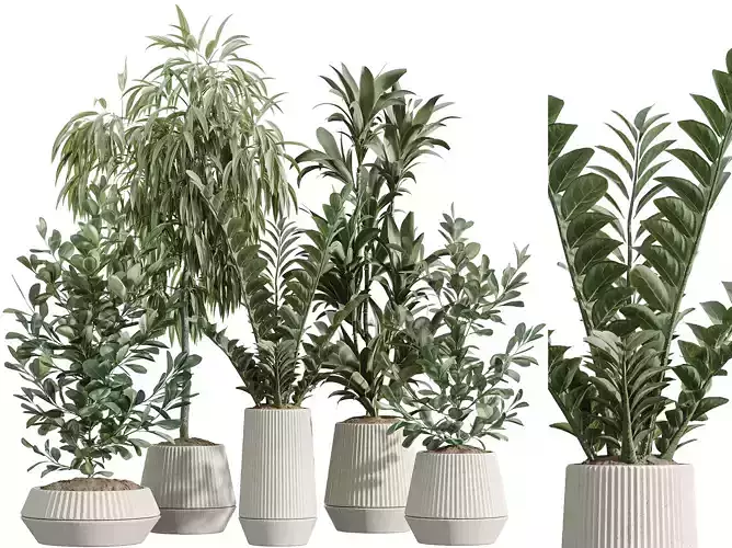 AV Indoor Plants Set 252 Ficus Zamiifolia Lemon Lime
