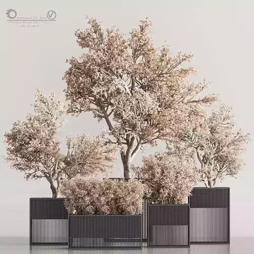 Indoor Plant Set 101 Dry Plants