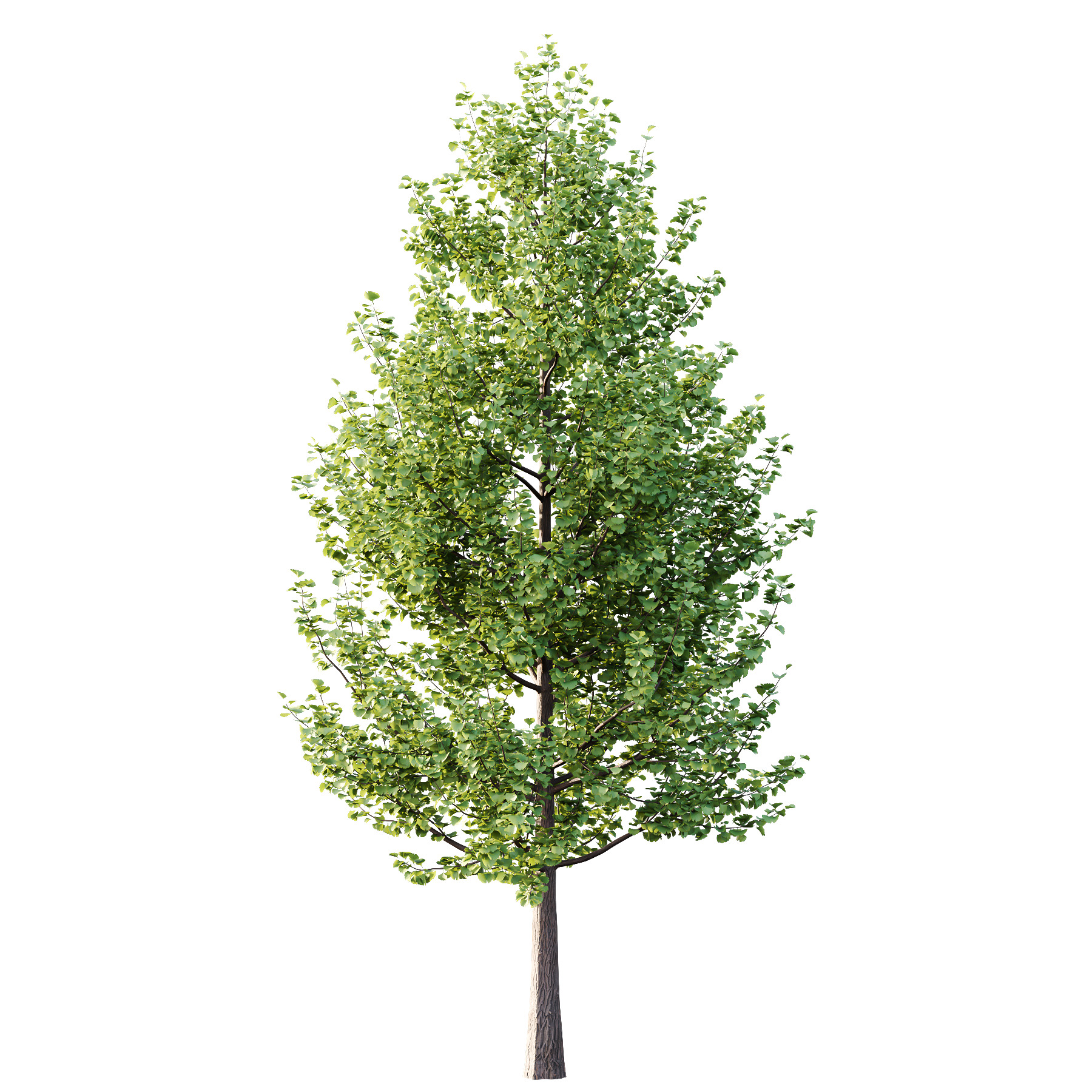 Maidenhair Ginkgo Biloba Tree 02 3D model_2
