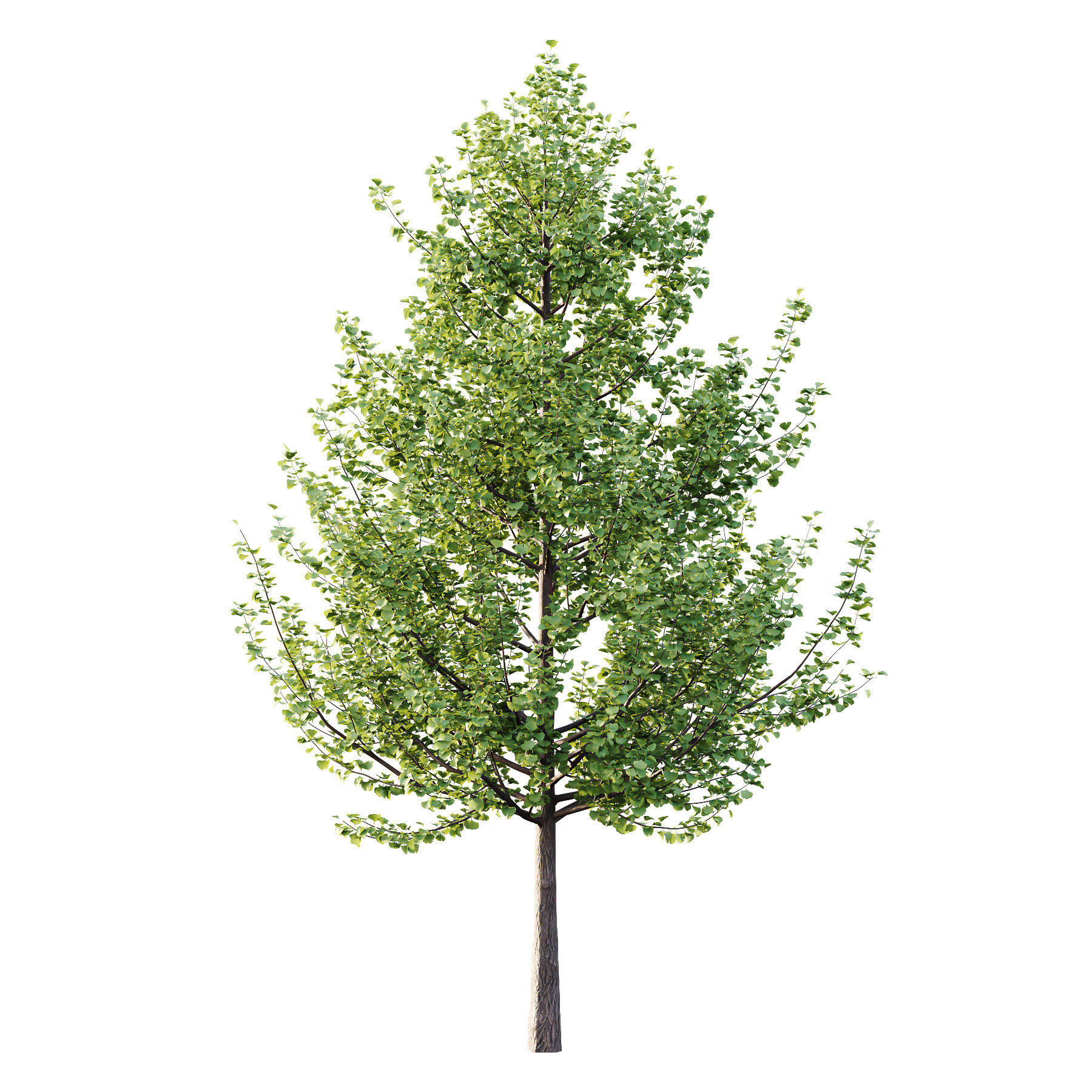 Maidenhair Ginkgo Biloba Tree 02 3D model_4