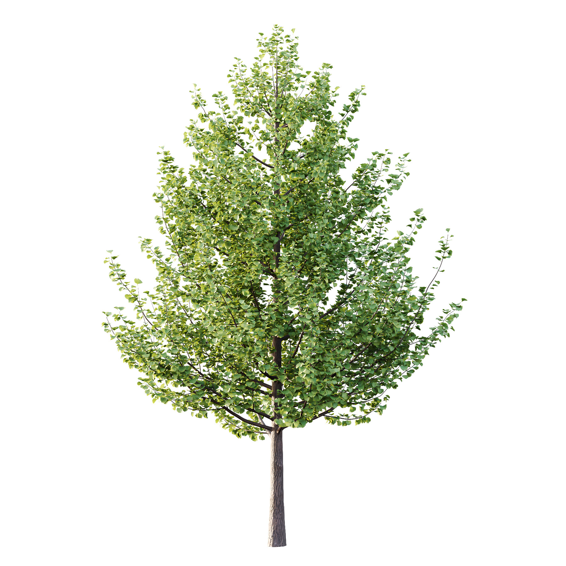 Maidenhair Ginkgo Biloba Tree 02 3D model_1