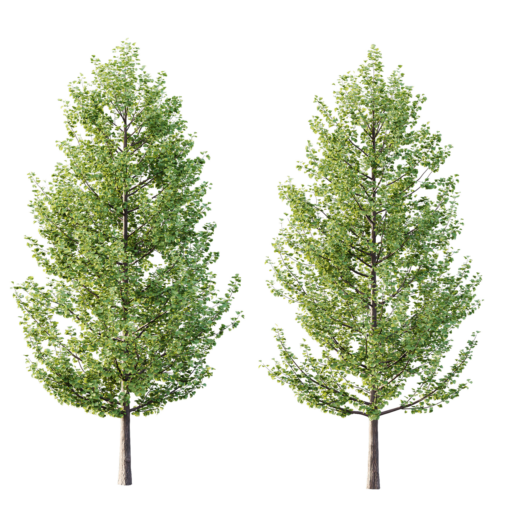 Maidenhair Ginkgo Biloba Tree 02 3D model_3