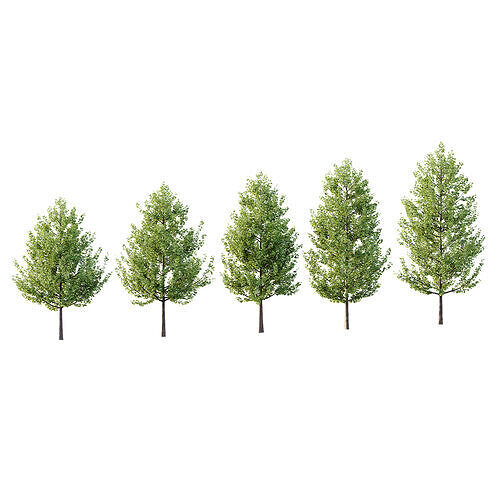 Maidenhair Ginkgo Biloba Tree 02 3D model