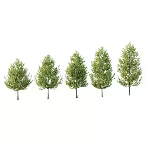 Maidenhair Ginkgo Biloba Tree 02 3D model
