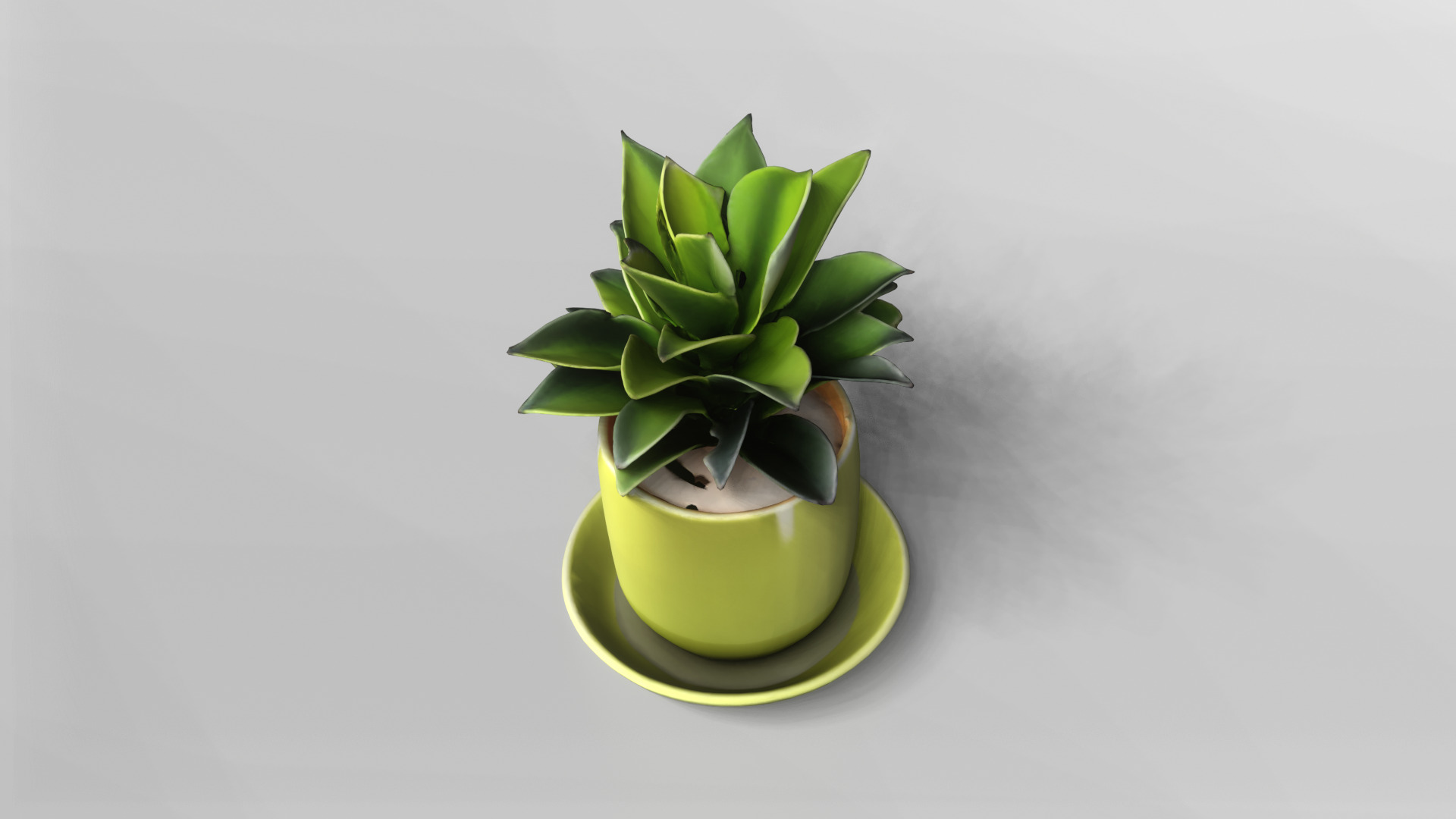 Modern Green Potted Plant 3D Model 3D model_4