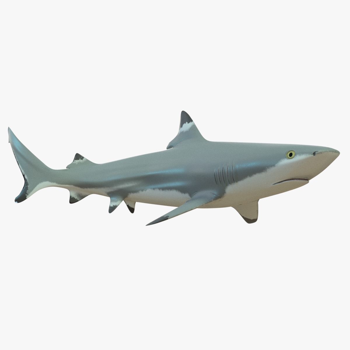 Blacktip Reef Shark Low-poly 3D model_0