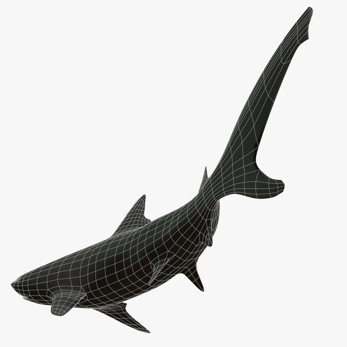 Blacktip Reef Shark Low-poly 3D model_11