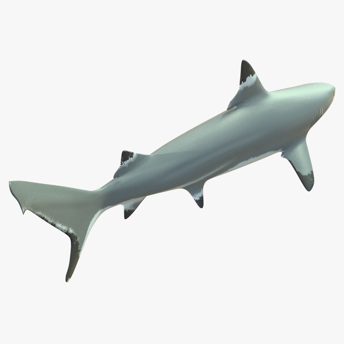 Blacktip Reef Shark Low-poly 3D model_4