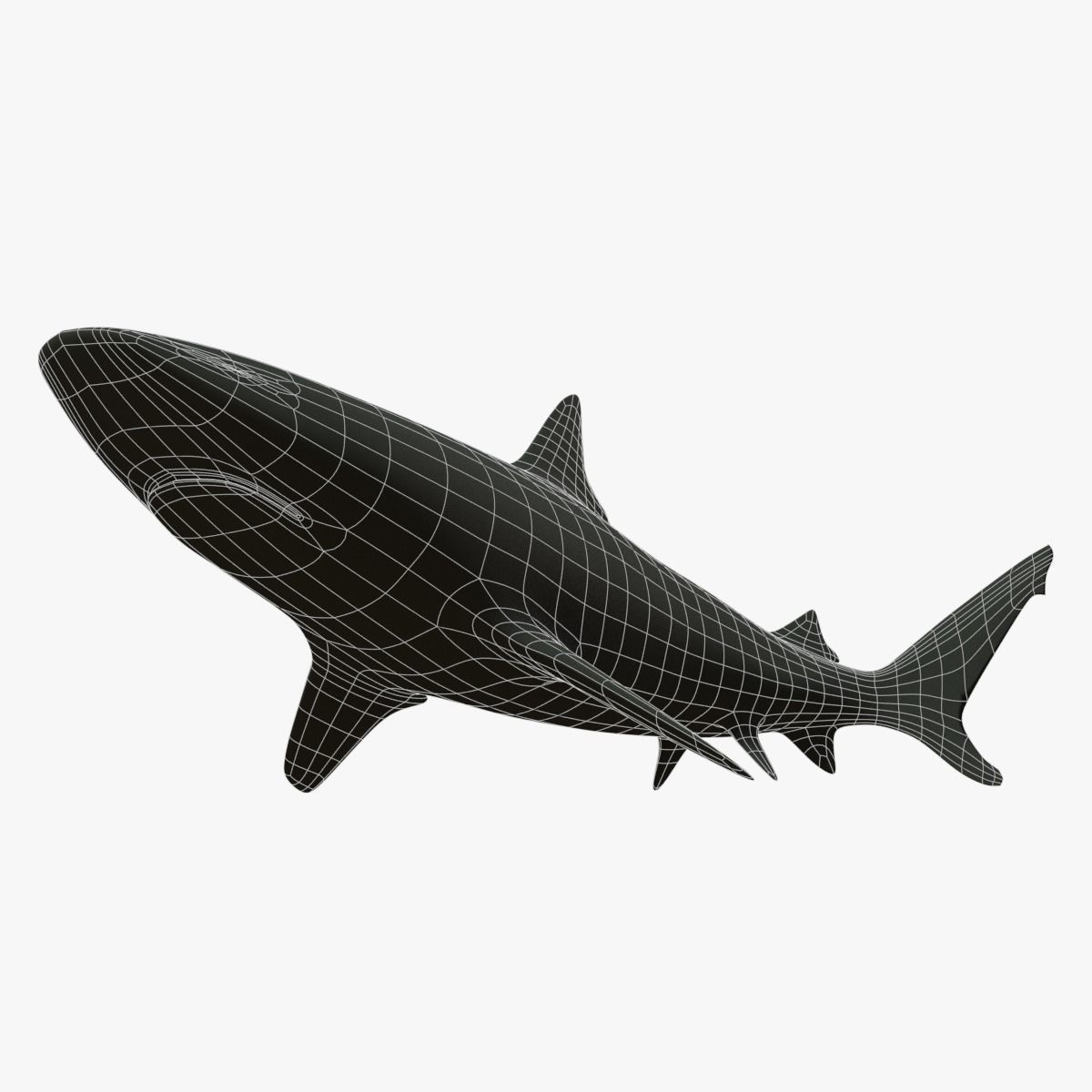 Blacktip Reef Shark Low-poly 3D model_9
