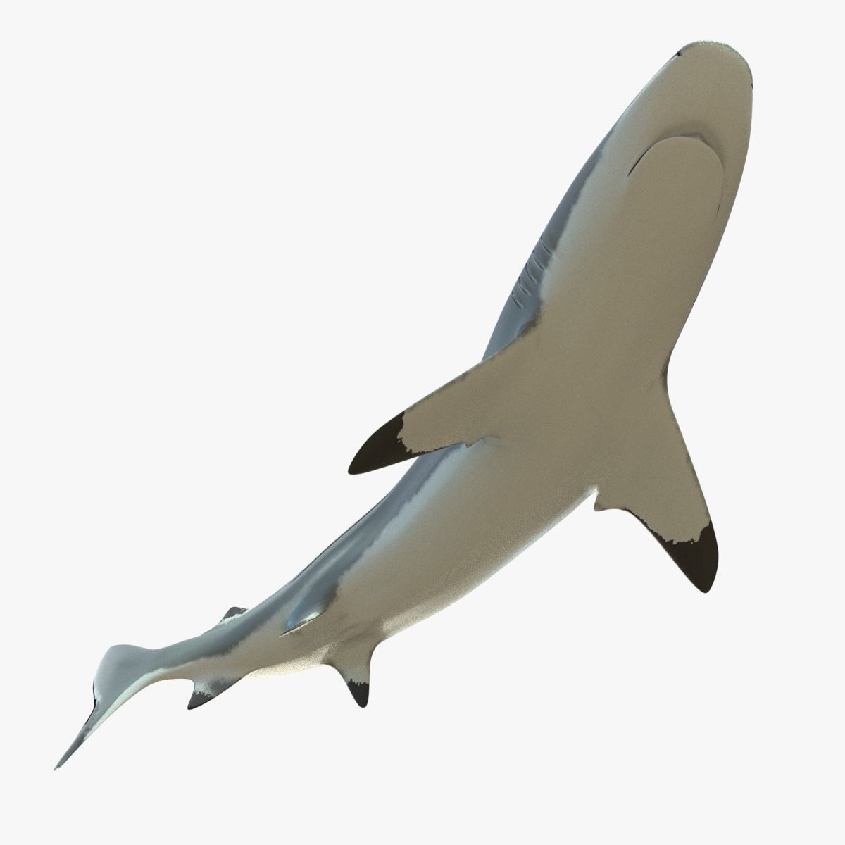 Blacktip Reef Shark Low-poly 3D model_12