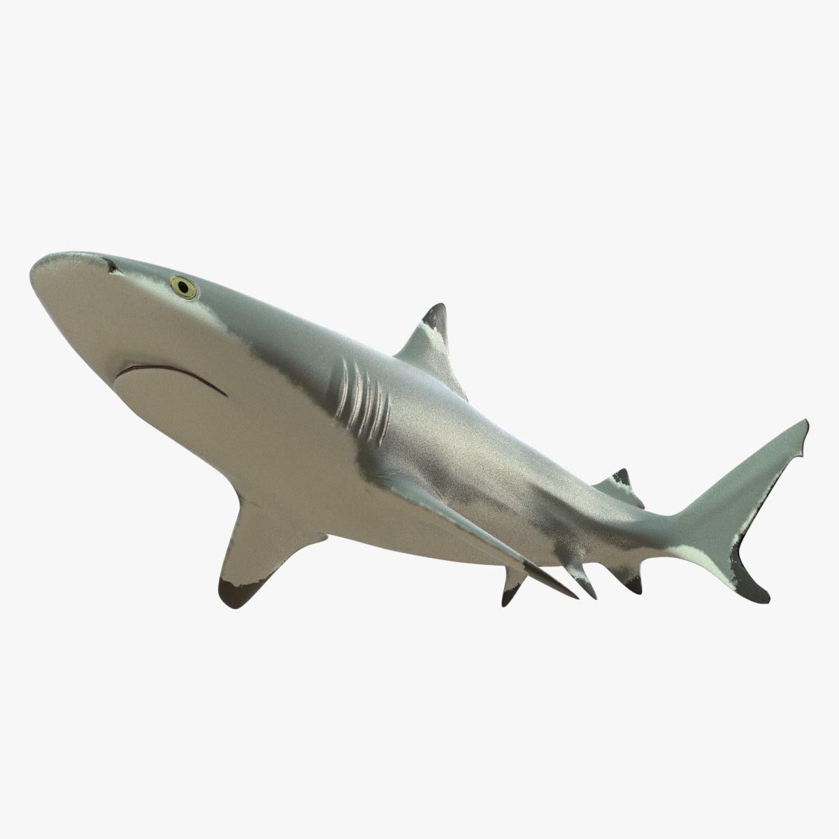 Blacktip Reef Shark Low-poly 3D model_8