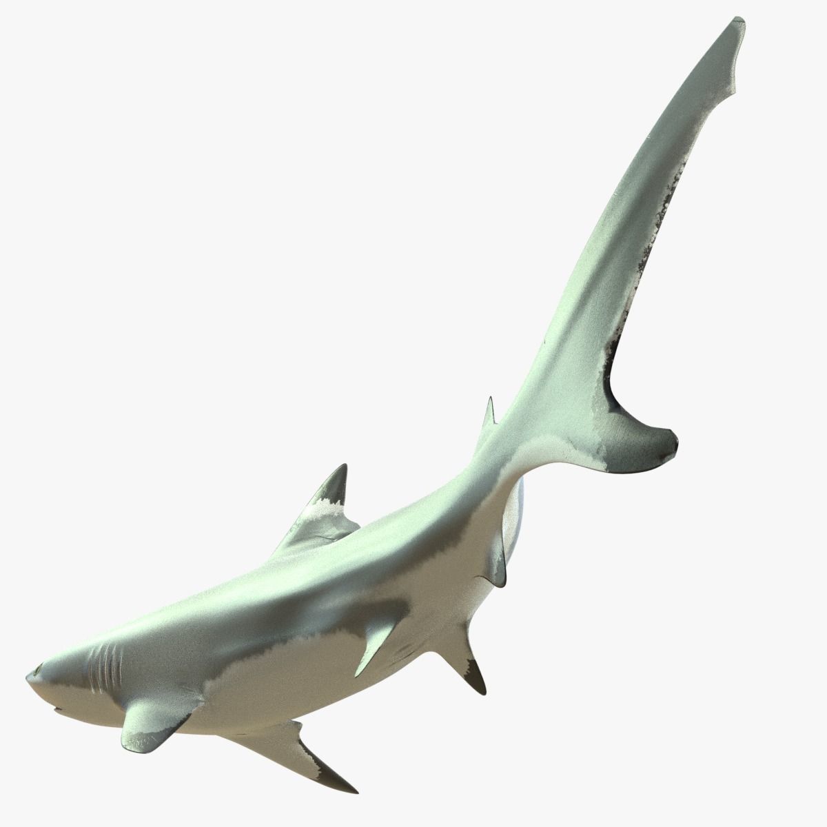 Blacktip Reef Shark Low-poly 3D model_10