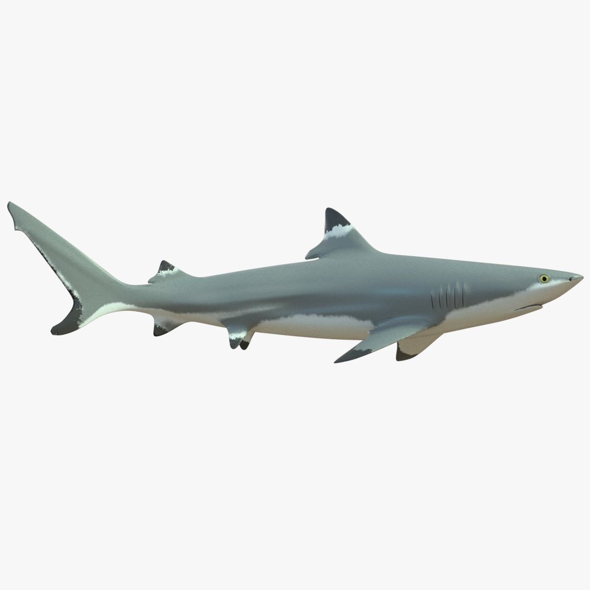 Blacktip Reef Shark Low-poly 3D model_2