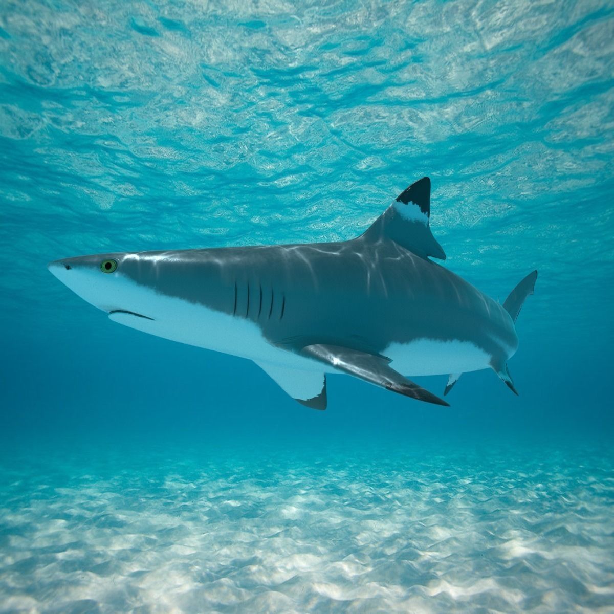 Blacktip Reef Shark Low-poly 3D model_16