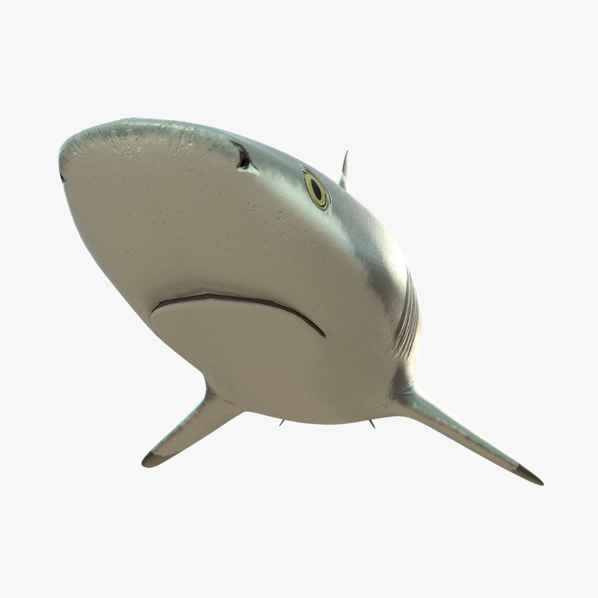 Blacktip Reef Shark Low-poly 3D model_14