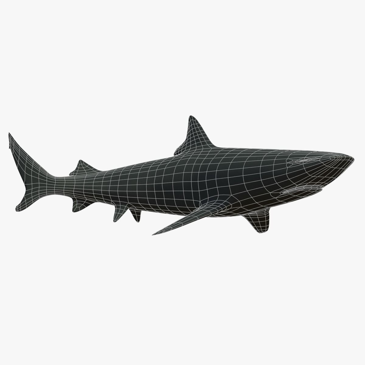 Blacktip Reef Shark Low-poly 3D model_1