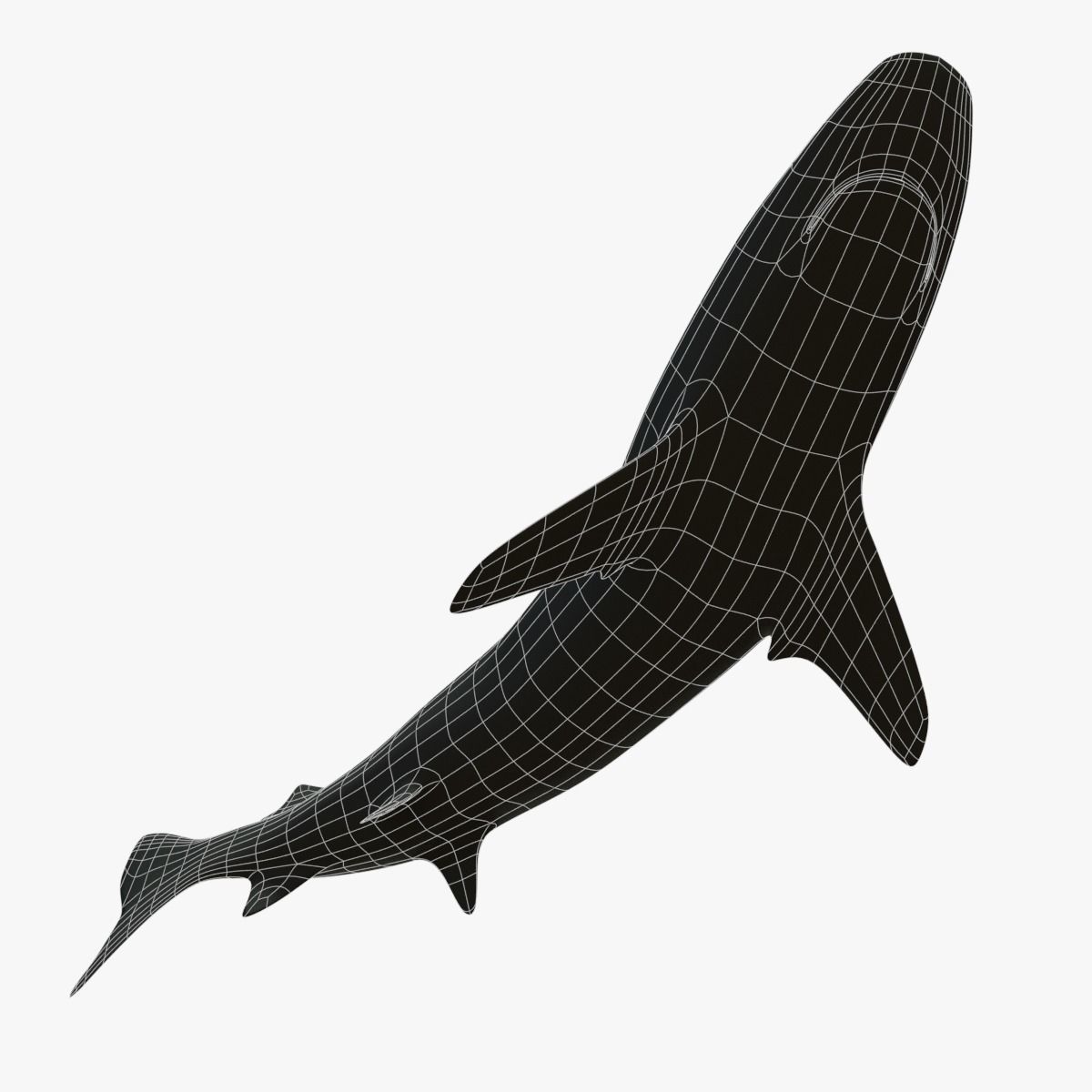 Blacktip Reef Shark Low-poly 3D model_13