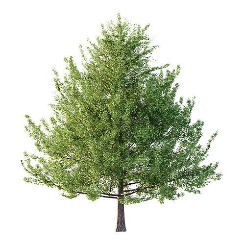 Maidenhair Ginkgo Biloba Tree 06 3D model