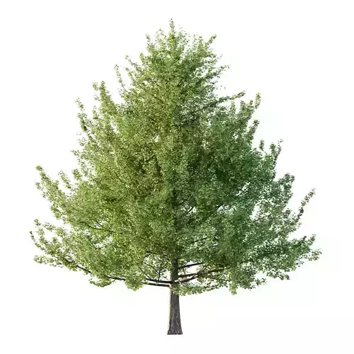Maidenhair Ginkgo Biloba Tree 06 3D model
