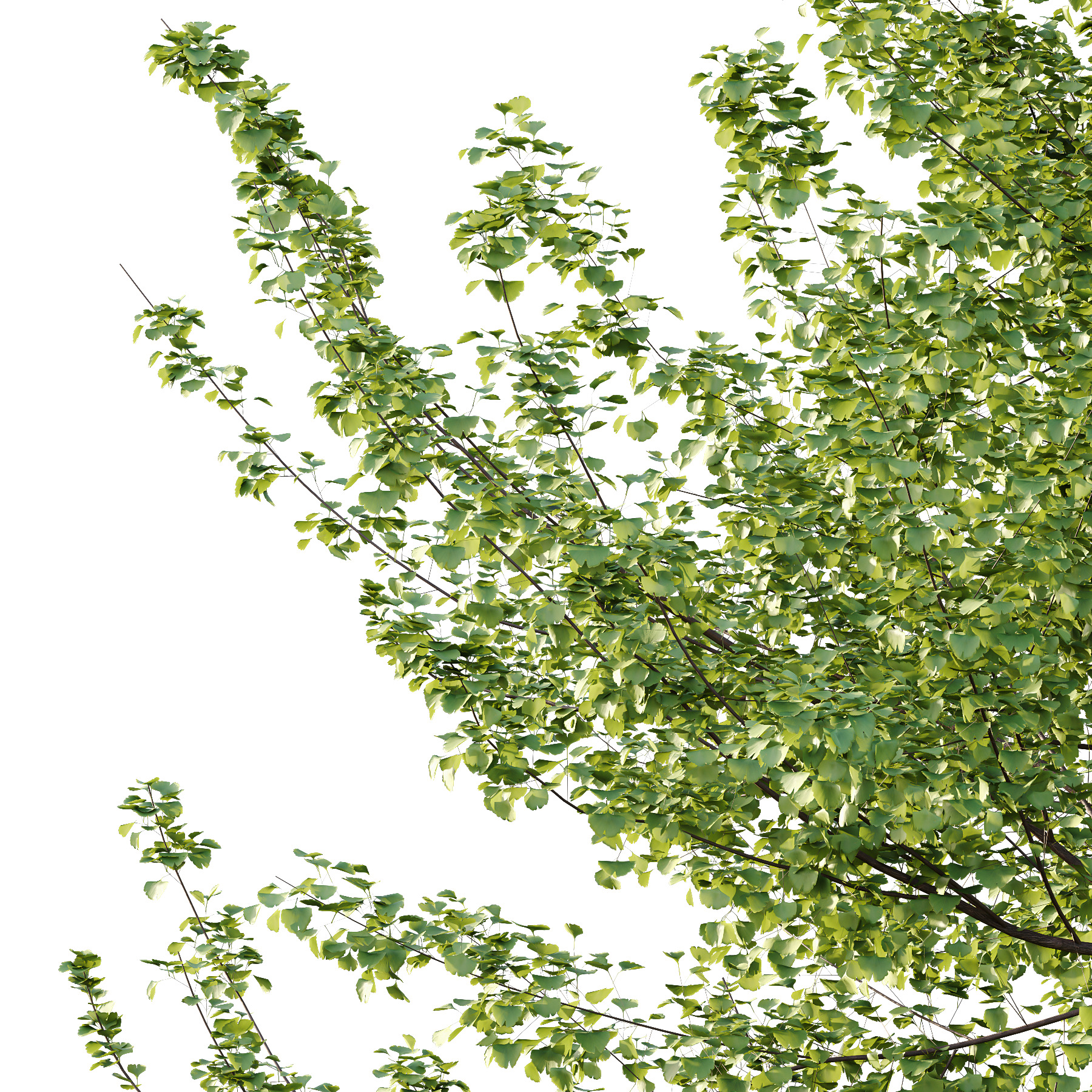 Maidenhair Ginkgo Biloba Tree 06 3D model_1