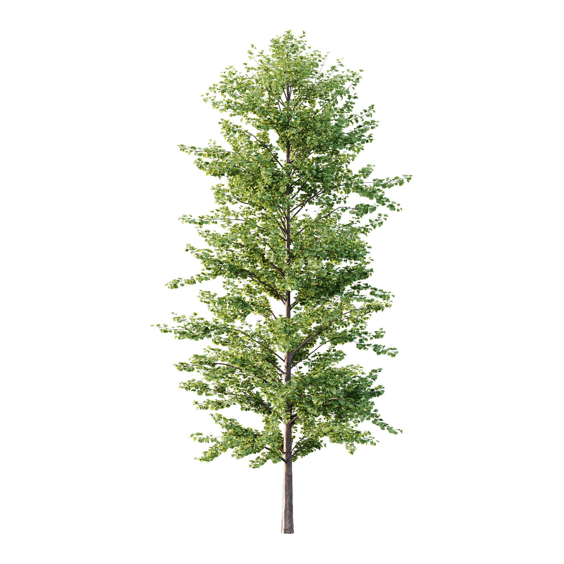 Maidenhair Ginkgo Biloba Tree 03 3D model_1