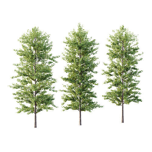 Maidenhair Ginkgo Biloba Tree 03 3D model
