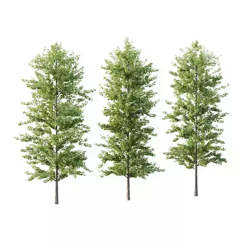 Maidenhair Ginkgo Biloba Tree 03 3D model