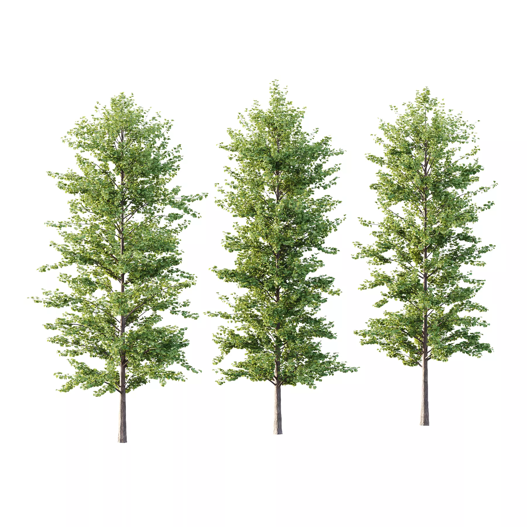 Maidenhair Ginkgo Biloba Tree 03 3D model_0