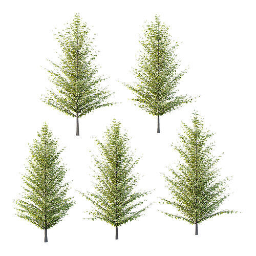 Fagus Grandifolia Tree 05 3D model
